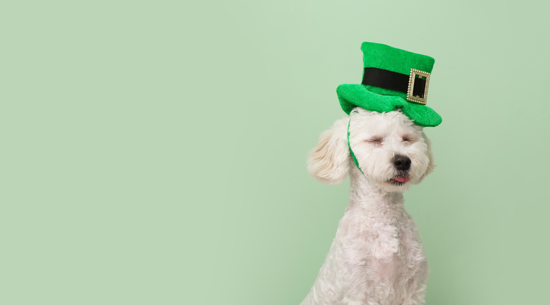 Dog with a Leprechaun hat